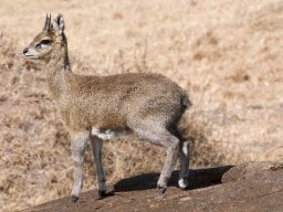 Bologonja_Seronera2009-10